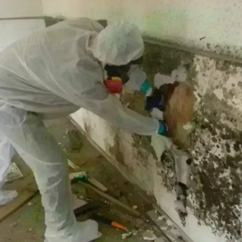 Mold Remediation and Removal in Buna, TX